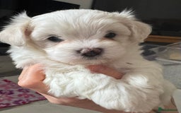Maltese dogs for sale: Beautiful Maltese cross puppies for sale - Image 4