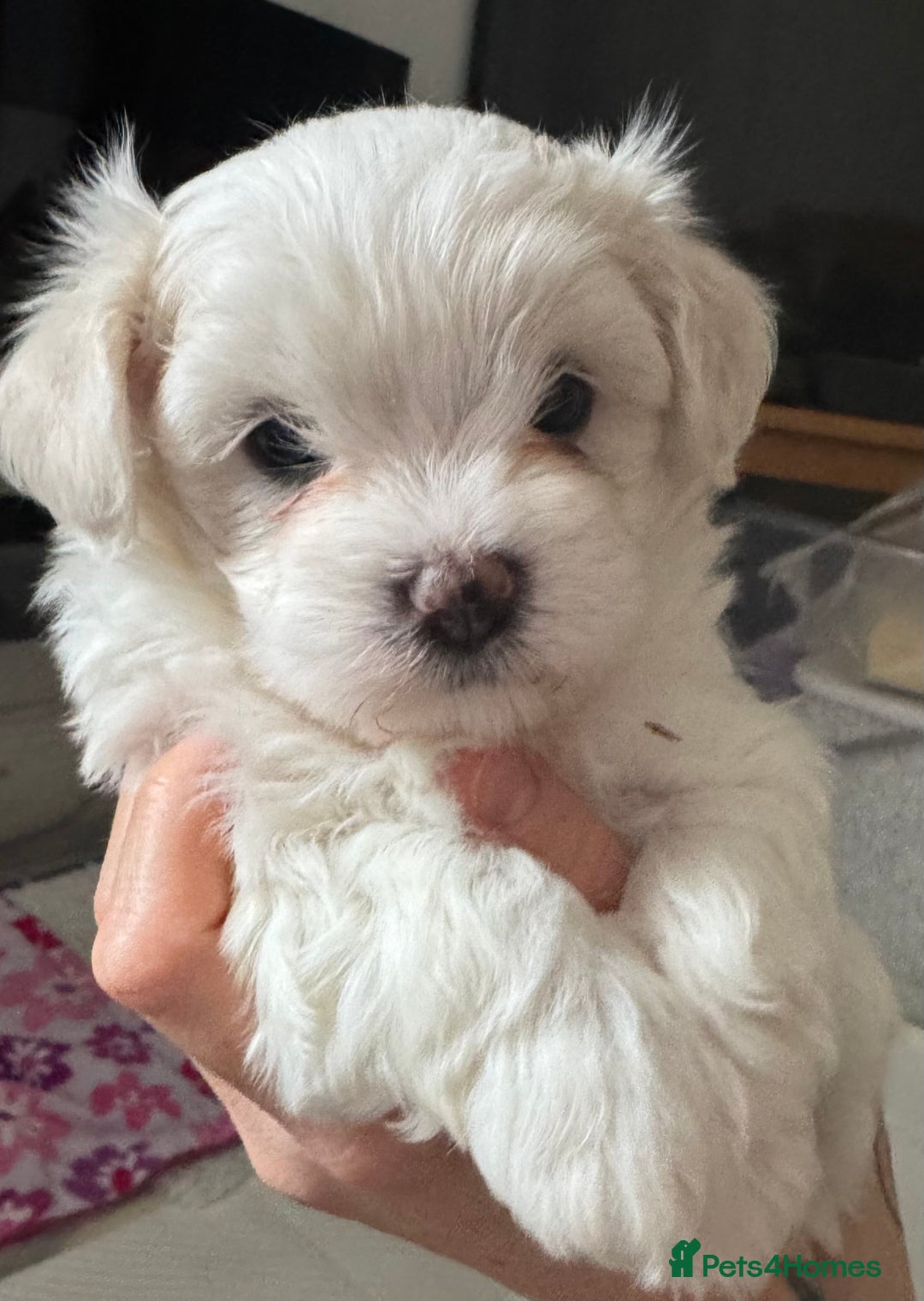 Maltese dogs for sale: Beautiful Maltese cross puppies for sale - Image 4