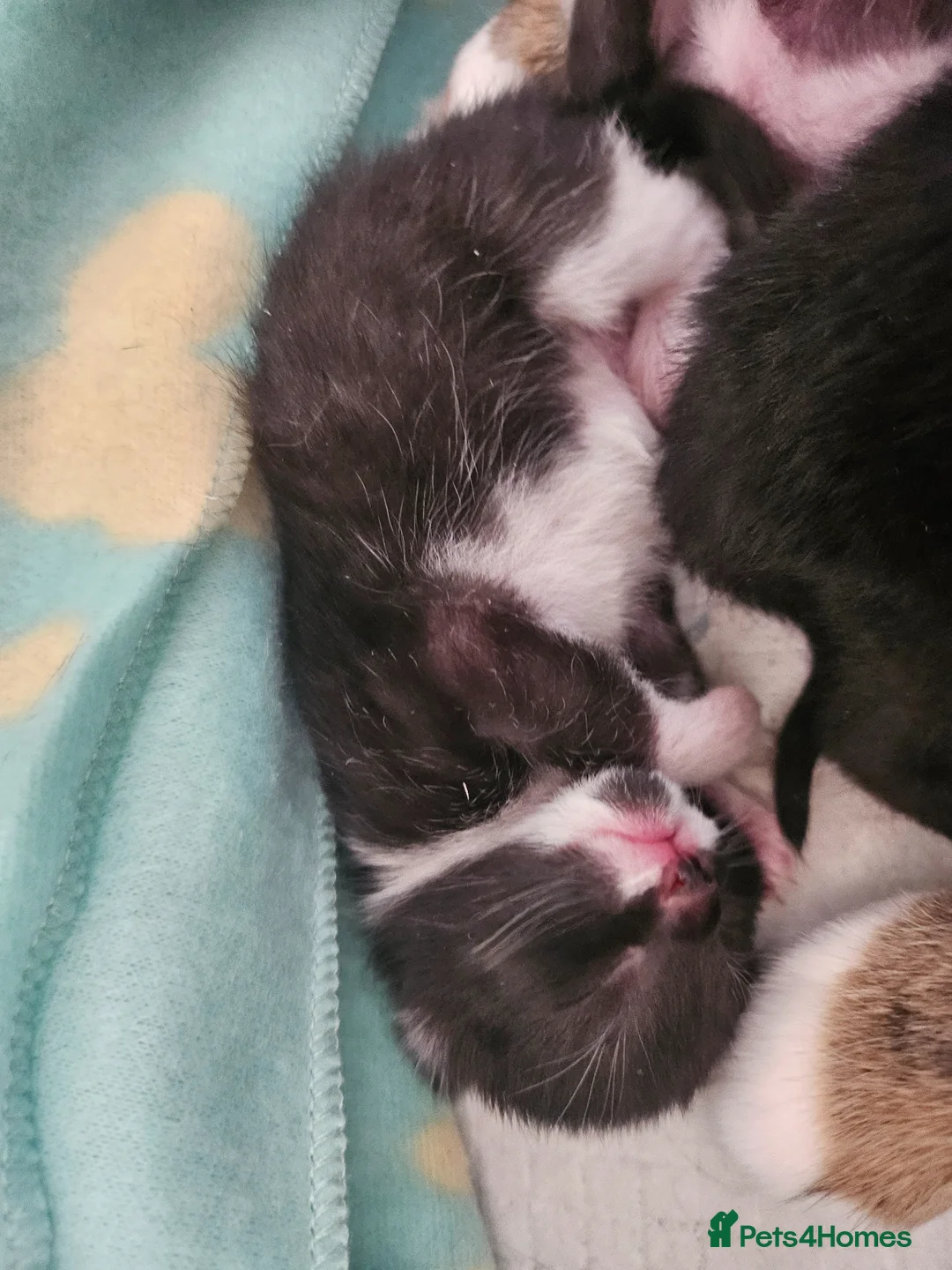 Mixed Breed cats for sale: Last little kitten looking for her home. in Rotherham - Advert 12