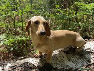 Miniature Dachshund dogs in Southampton - Advert 4