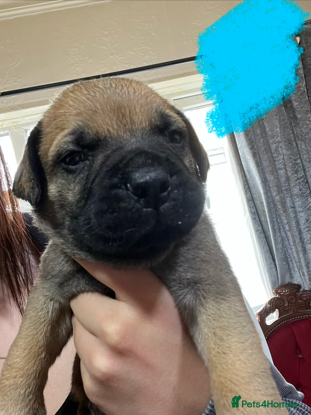 Bullmastiff dogs for sale: 🐾🐶KC BULLMASTIFF PUPPIES🐶🐾 in Wednesbury - Advert 16