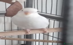 Budgerigars birds for sale: Baby budgies for sale - Image 1