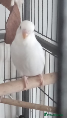 Budgerigars birds - Advert 2