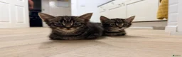 Mixed Breed cats for sale: Gorgeous mix  - Advert 3