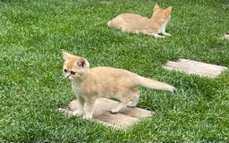 Scottish Fold cats for sale: SUMMER SALE LUXURY GOLDEN CHINCHILLA SCOTTISH FOLD - Image 1
