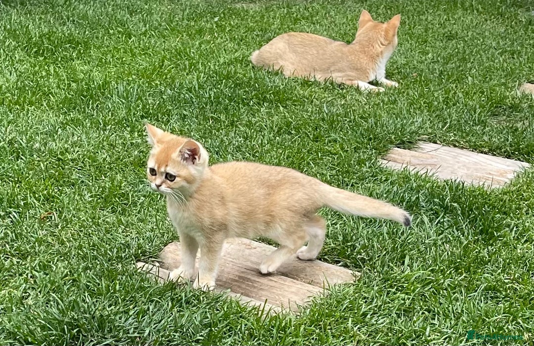 Scottish Fold cats for sale: SUMMER SALE LUXURY GOLDEN CHINCHILLA SCOTTISH FOLD - Image 1