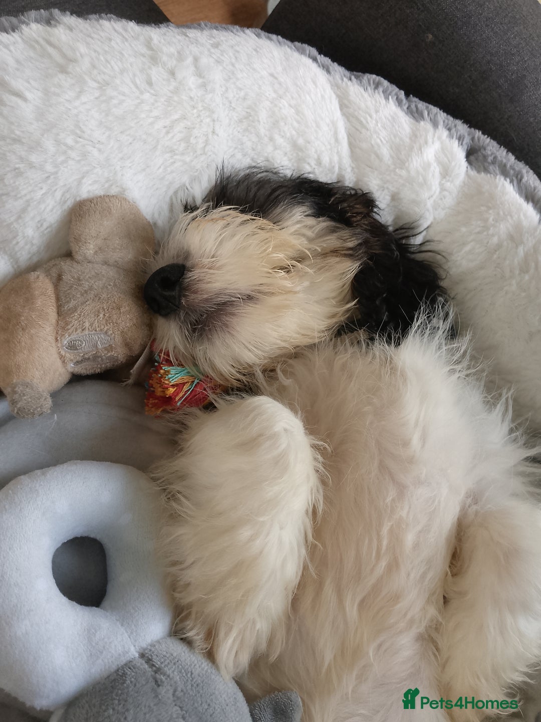 Mixed Breed dogs for sale: Puppy 11 weeks old need a new ASAP - Image 5
