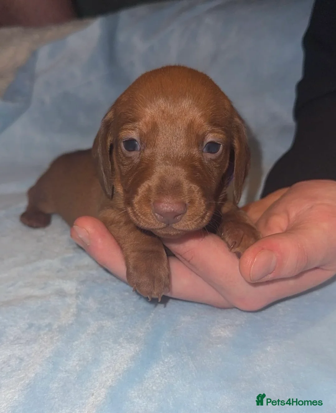 Miniature Dachshund dogs for sale: Litter of 5 beautiful miniature Dachshunds - Advert 2