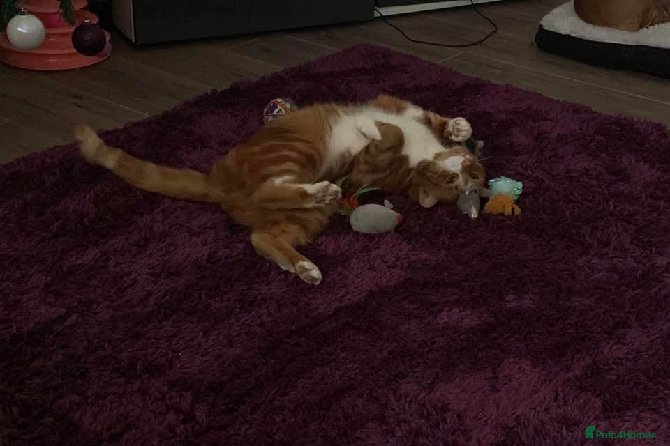 Mixed Breed cats for sale: Louie  - Advert 6