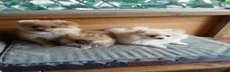 Pomeranian dogs for sale: Pomeranian Puppies - Advert 10