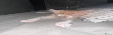 Domestic Shorthair 2
