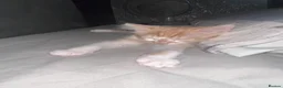 Domestic Shorthair cats for sale: Kittens for sale  - Advert 2