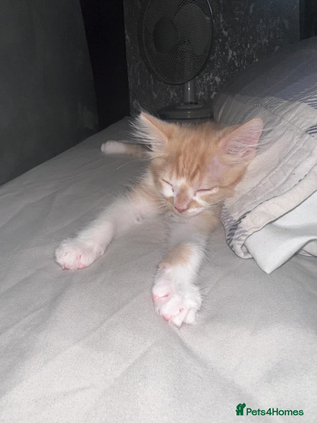 Domestic Shorthair cats for sale: Kittens for sale  - Advert 2