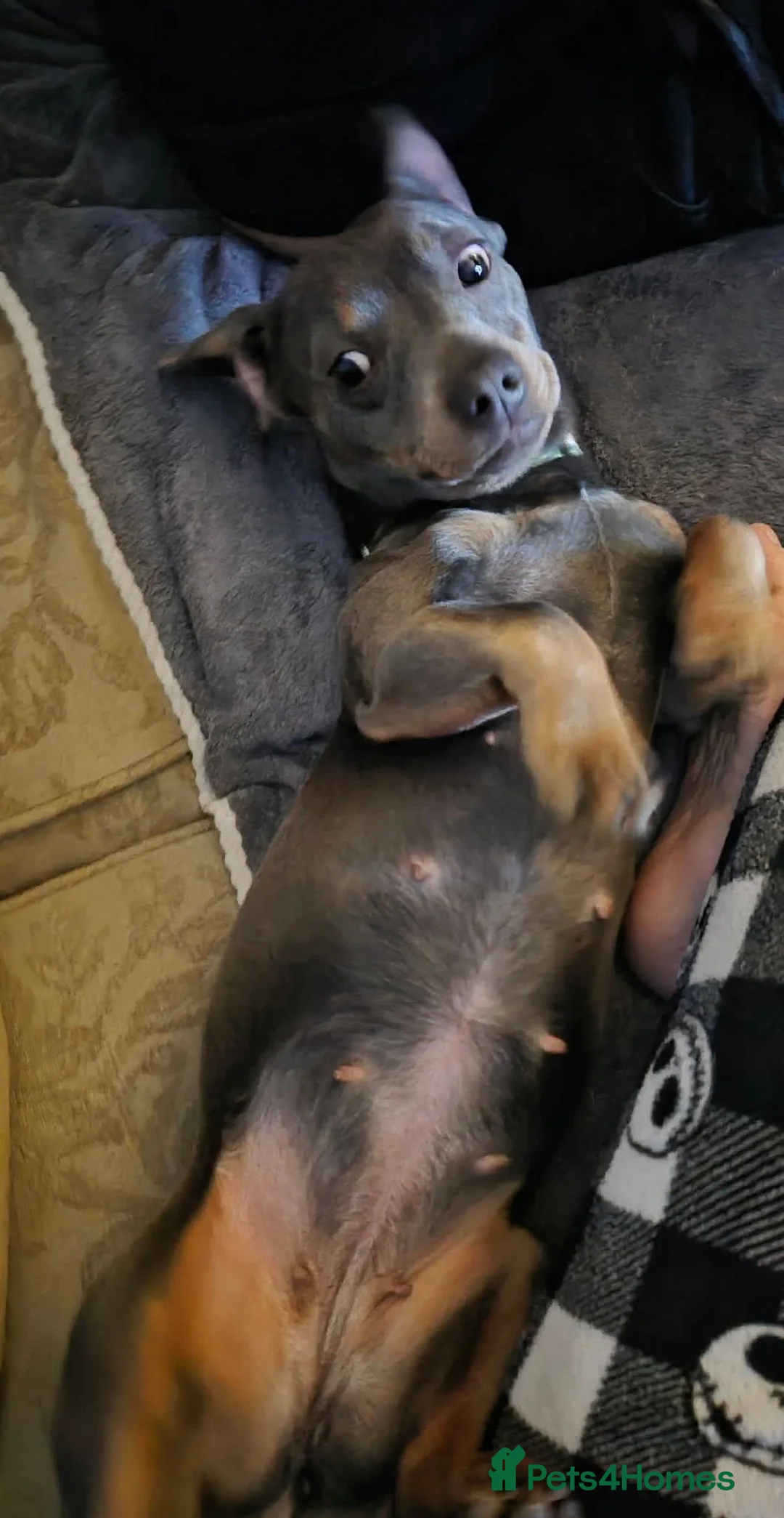 Mixed Breed dogs for sale: 2 year old dachshund cross girl  - Advert 2