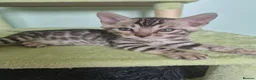 Bengal cats for sale: TICA Registered Bengal Kittens – Ready to Reserve - Advert 37