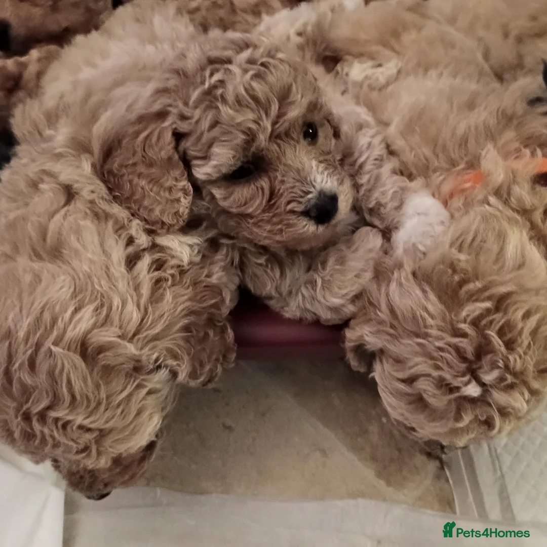 Poochon dogs for sale: Poochon puppies 🩷🩵🐩 - Advert 5