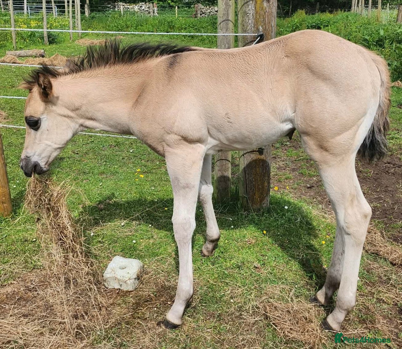 American Quarter horses for sale: QH Filly searching for superior dwelling & staff - Advert 7