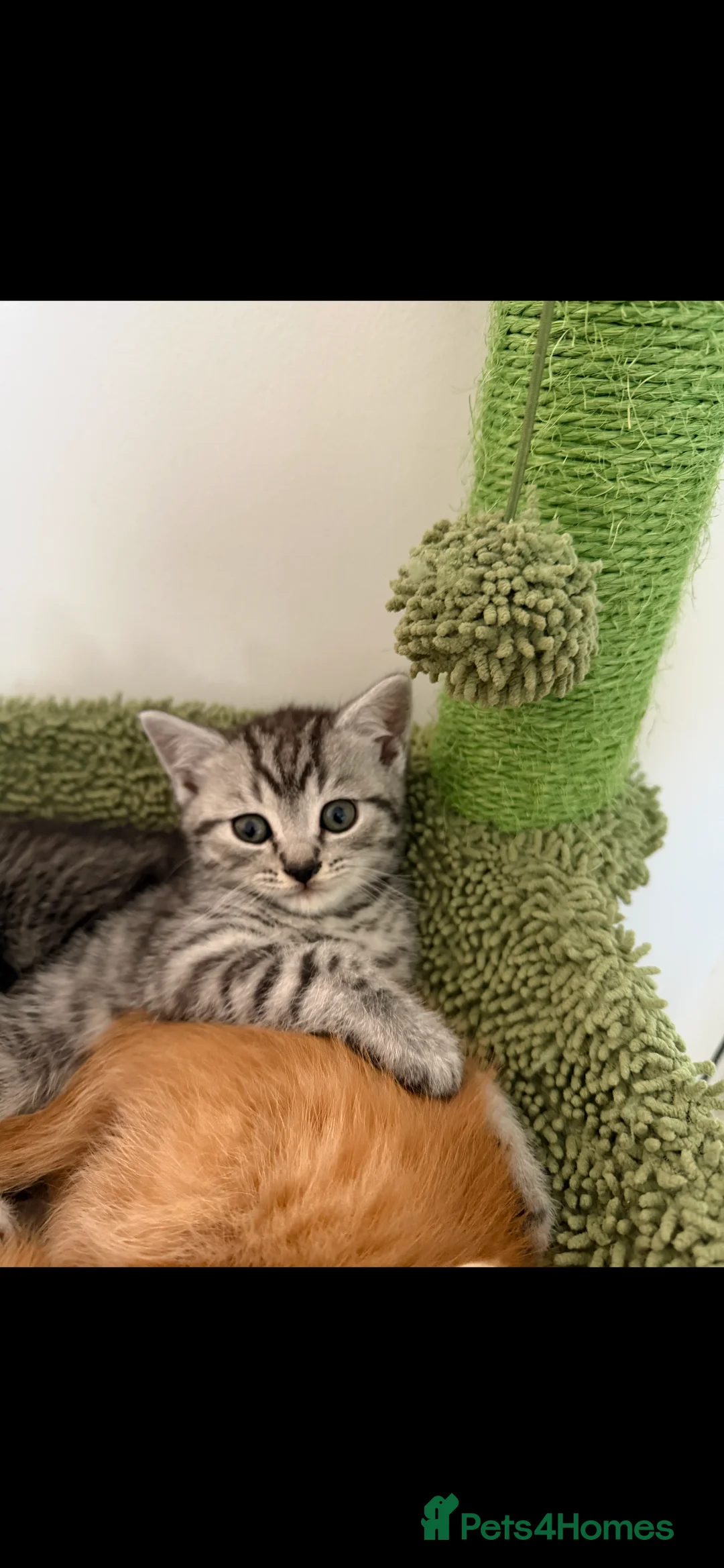 British Shorthair cats for sale: READY NOW BSH BABIES  - Advert 3