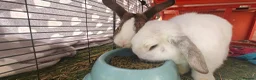 Mixed Breed rabbits for sale: Male rabbits in Portsmouth - Advert 4