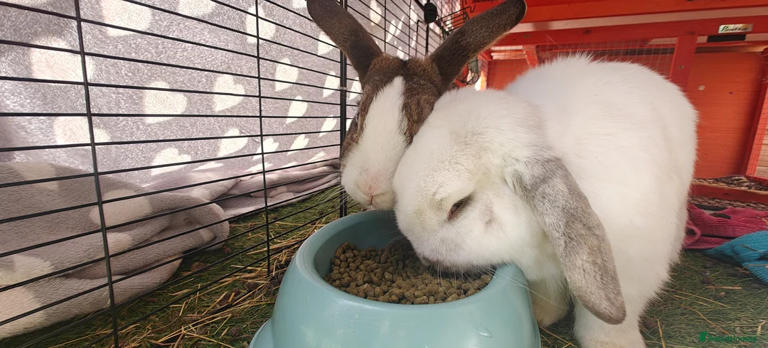 Mixed Breed rabbits for sale: Male rabbits in Portsmouth - Advert 4