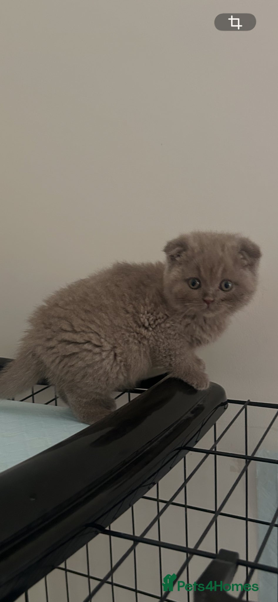 Scottish Fold cats For sale Scottish fold  kittens. 700£ or 600 - Advert 4