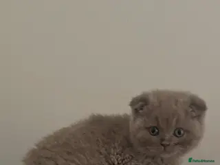 Scottish Fold cats For sale Scottish fold kittens. 700£ or 600 - Advert 5