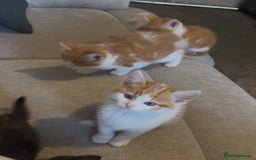 European cats for sale: Kittens 🐱  - Image 5