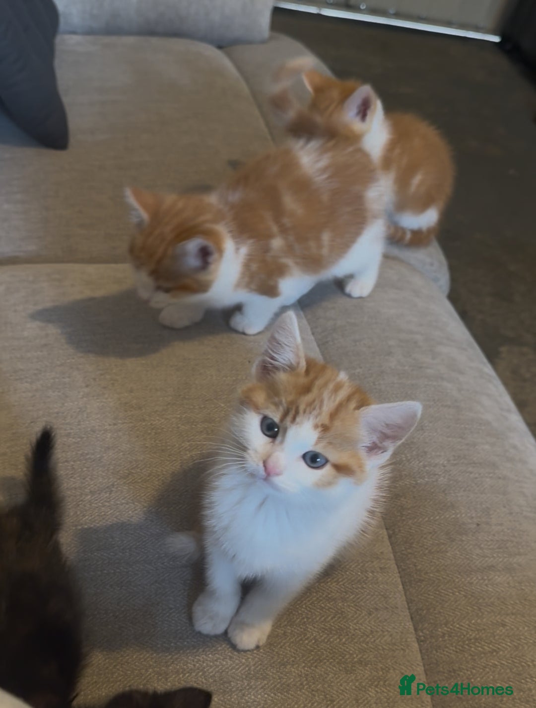 European cats for sale: Kittens 🐱  - Image 5