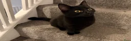 Mixed Breed cats for sale: Beautiful kittens for sale to 5* homes  - Advert 2