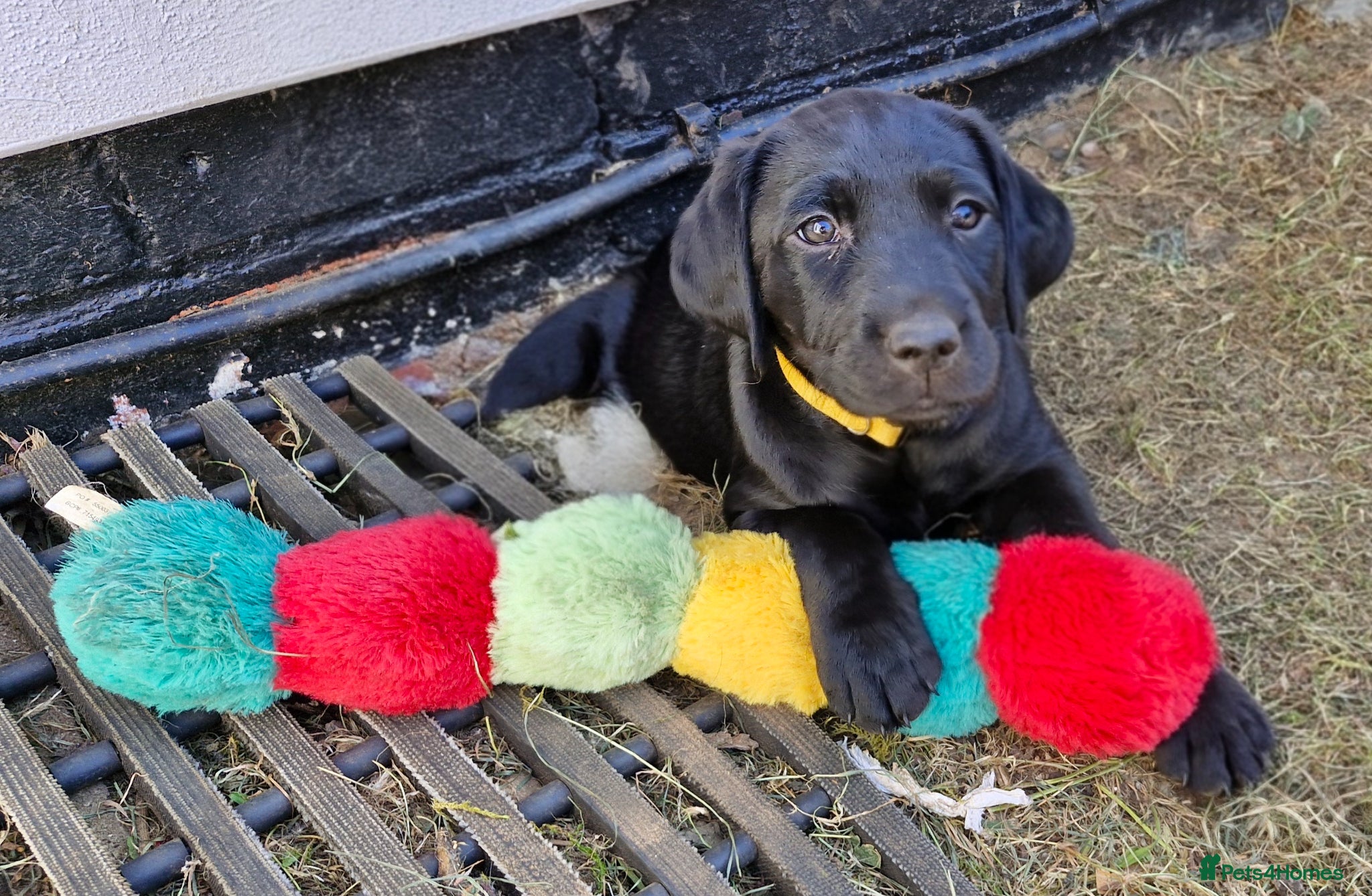 Labrador Retriever dogs **Only 1 left** KC Registered Labradors  - Advert 2
