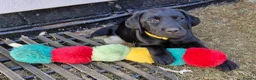 Labrador Retriever dogs for sale: **Only 1 left** KC Registered Labradors  - Advert 2