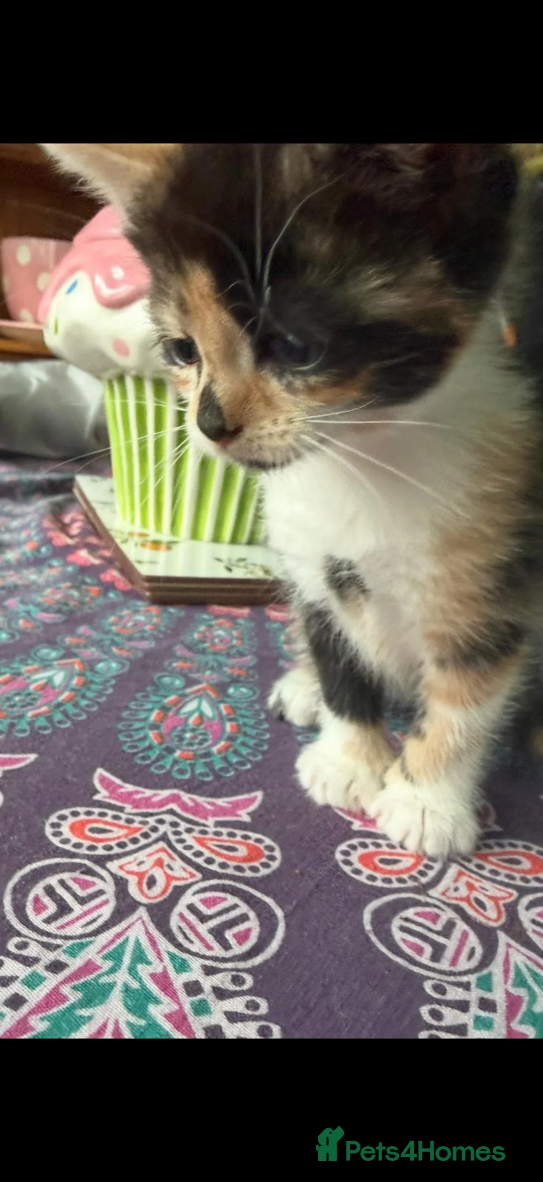 Mixed Breed cats for sale: 3 beautiful babies left in Milton Keynes - Advert 10