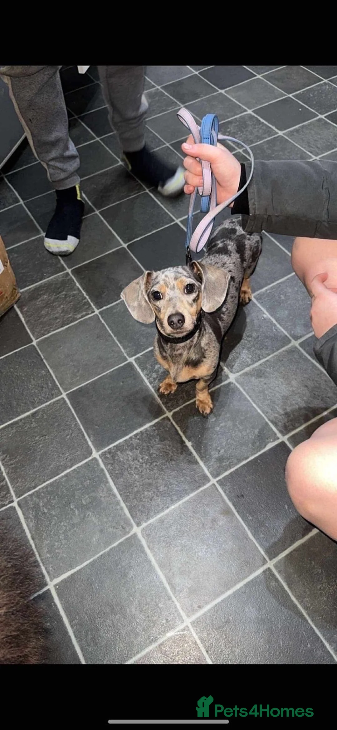 Miniature Dachshund dogs for sale: Ready to leave miniature dachshund pups in Bradford - Advert 2