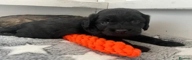 Cockapoo Puppy 2