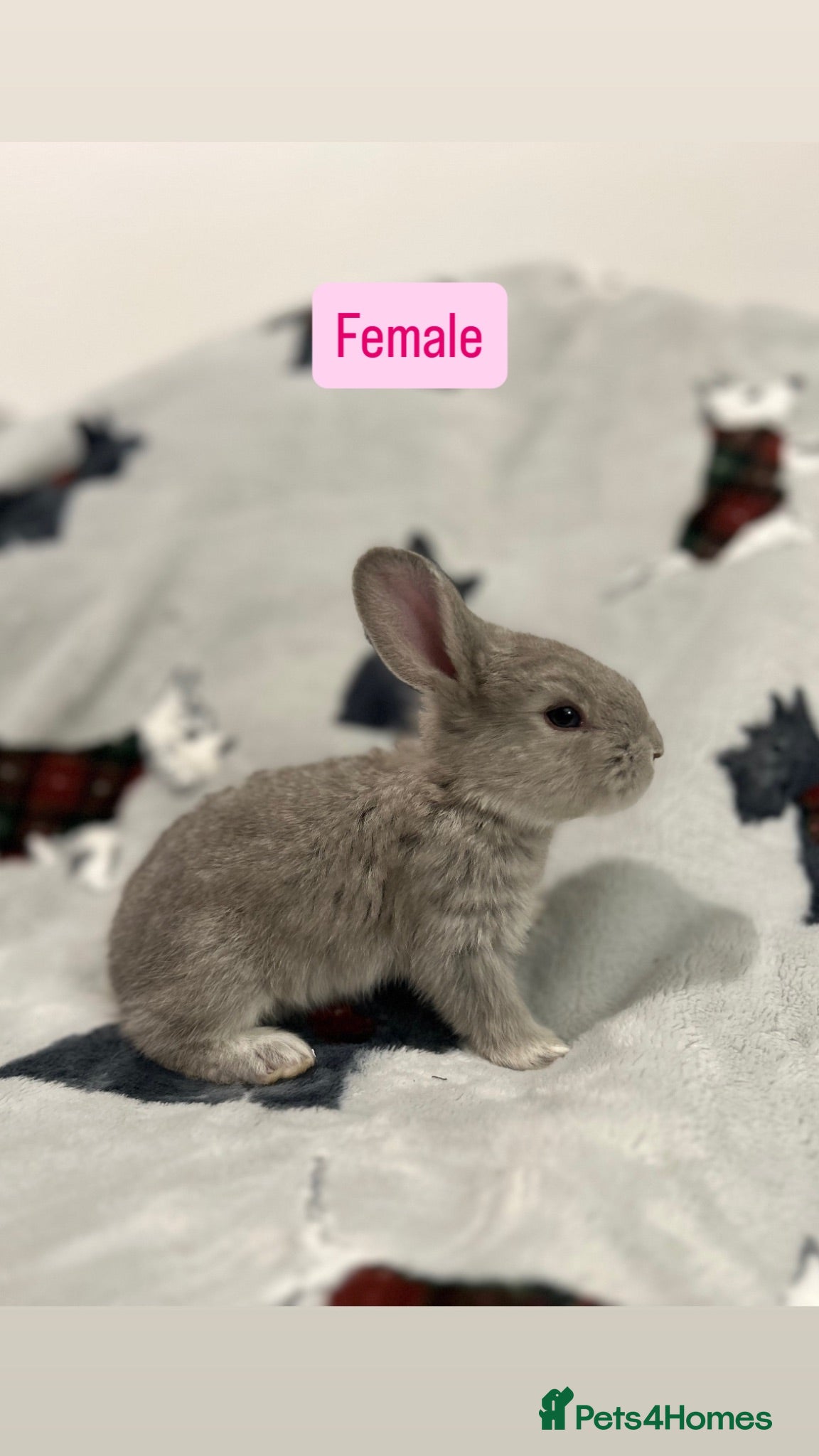 Continental Giant rabbits Continental Giant Baby Rabbits - Advert 18