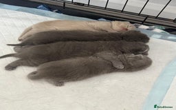 British Shorthair cats for sale: British shorthair kittens up for sale  - Image 1