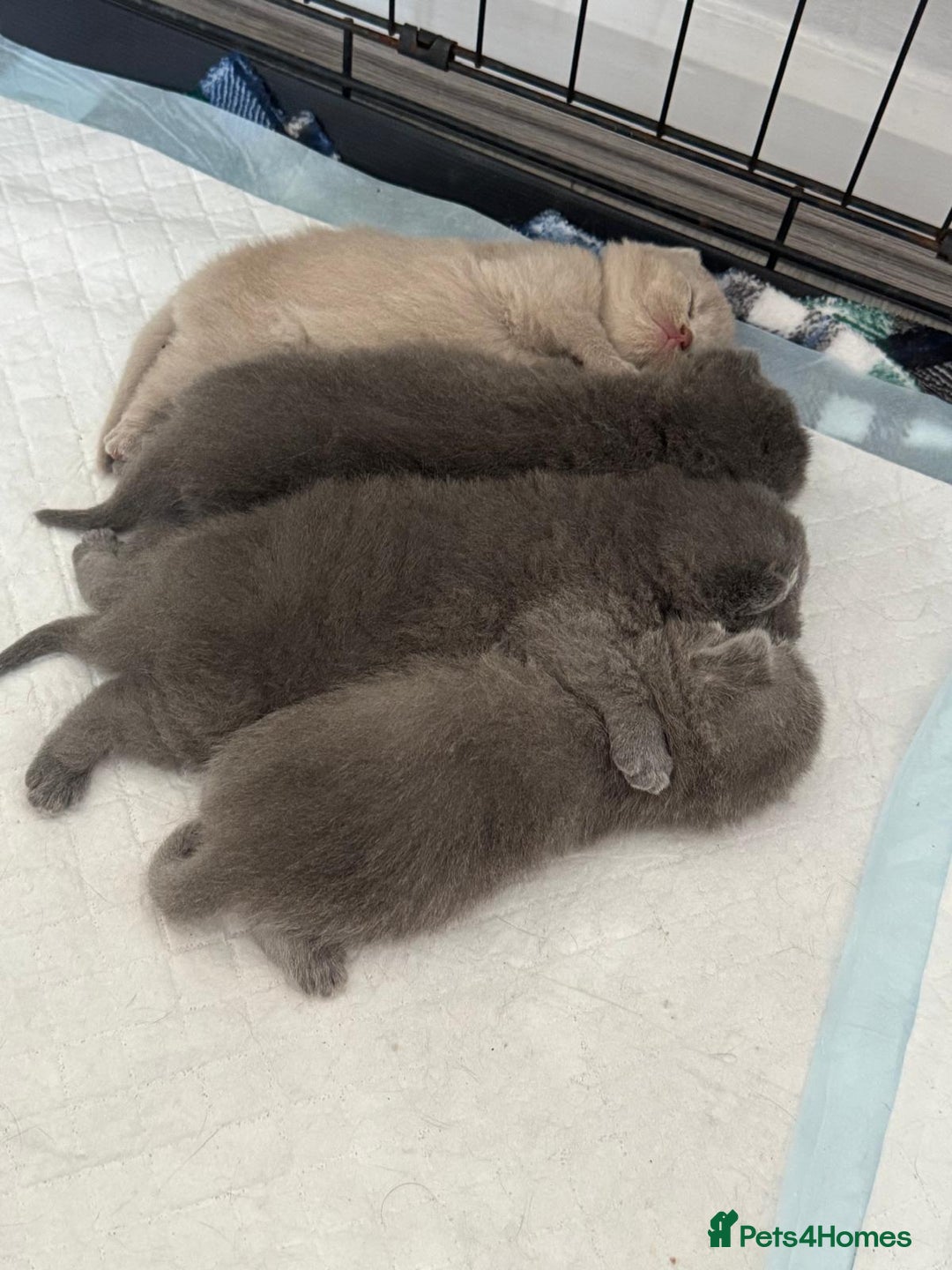 British Shorthair cats for sale: British shorthair kittens up for sale  - Image 1