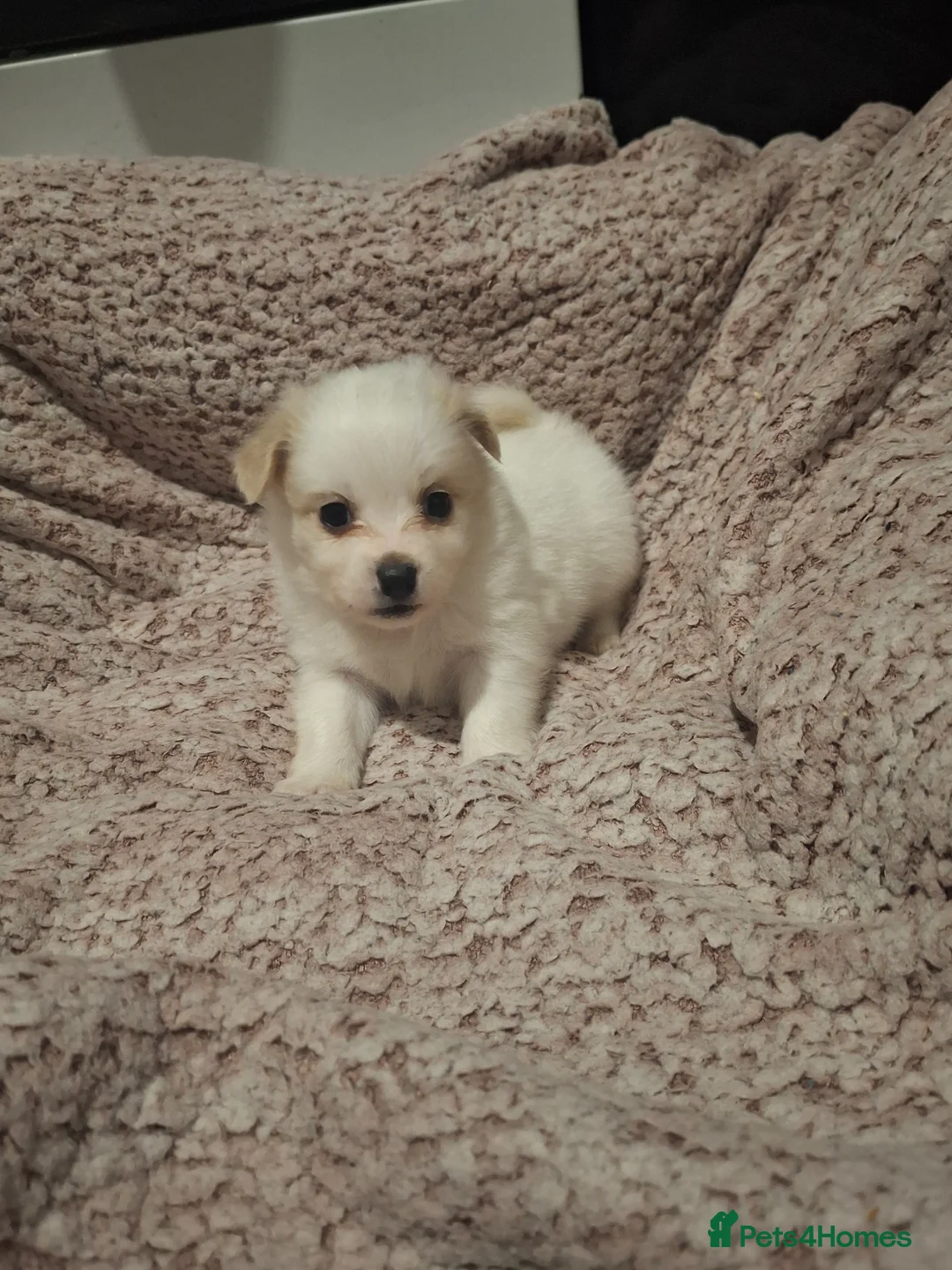 Pomchi dogs for sale: Pomchi puppies - Advert 9