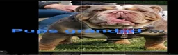 English Bulldog dogs for sale: KING 👑🦍 IS READY TO LEAVE ✈️ KC REG 📝 in 🤚 ✅ - Advert 7