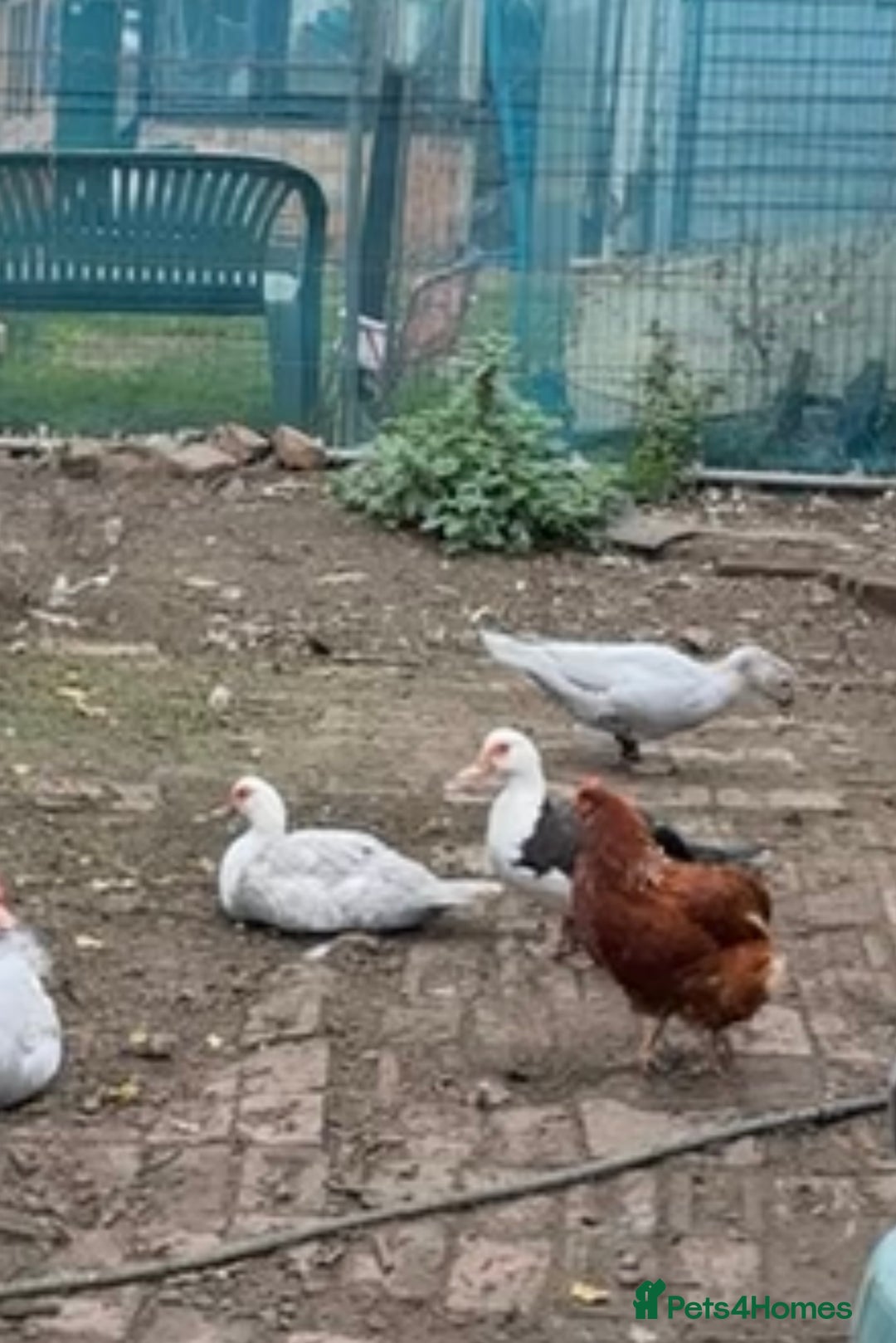 Ducks poultry for sale: Muscovy duck - Image 1