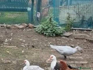 Ducks poultry - Advert 2