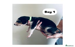 Saluki dogs for sale: KC registered Saluki puppies - Image 7