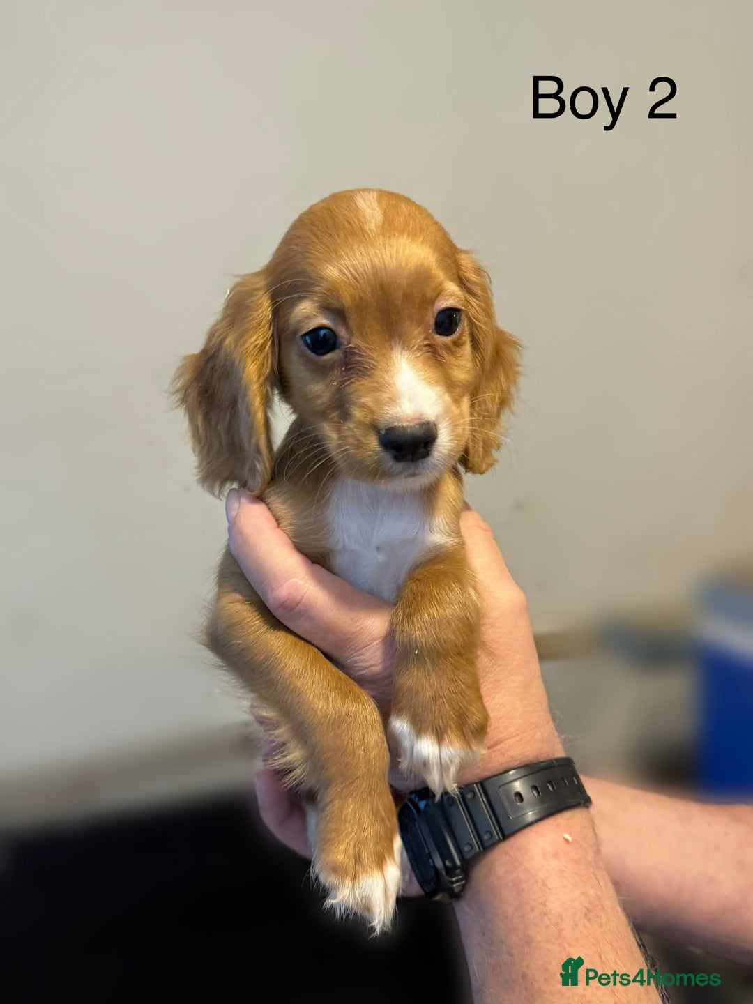 Cocker Spaniel dogs for sale: Beautiful cocker spaniel puppies ready now - Image 11