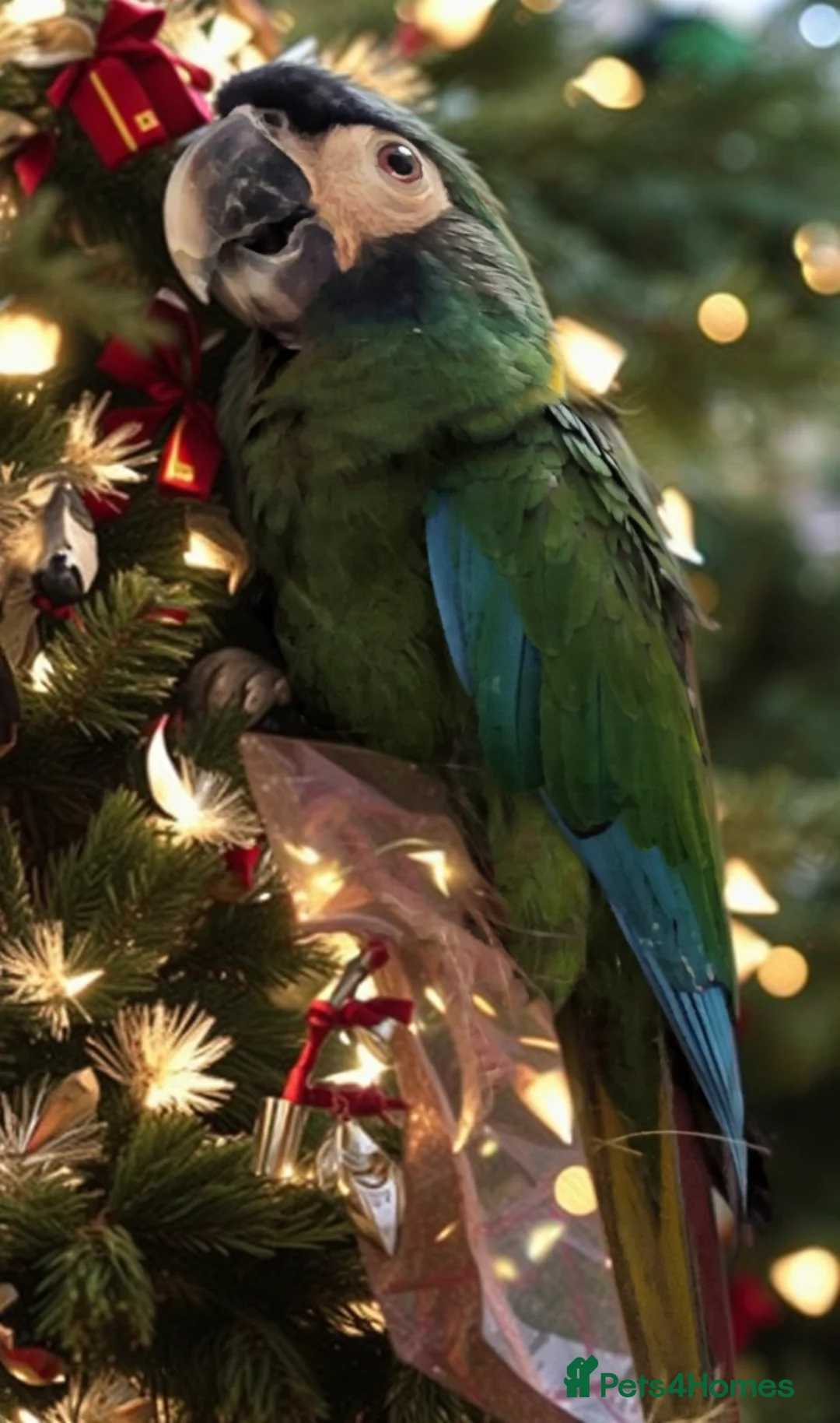 Macaws birds for sale: Golden collard Macaw Yellow collard Macaw  - Advert 21