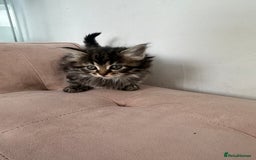 Mixed Breed cats for sale: Kittens for sale  - Image 4