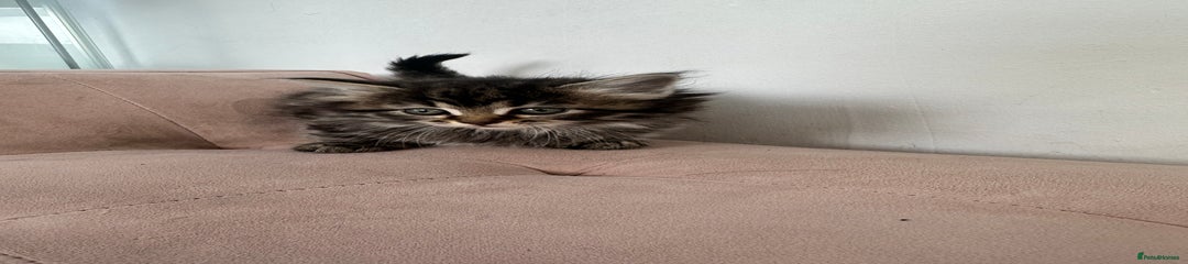 Mixed Breed Kitten 1