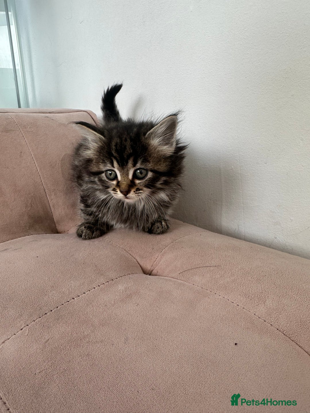 Mixed Breed cats for sale: Kittens for sale  - Image 4