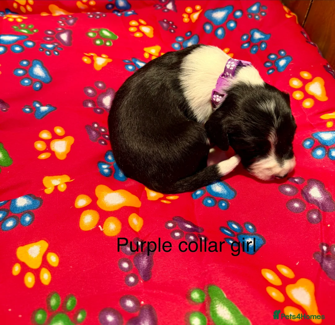 Sprollie dogs for sale: Sprollie puppies from experienced breeder - Advert 12