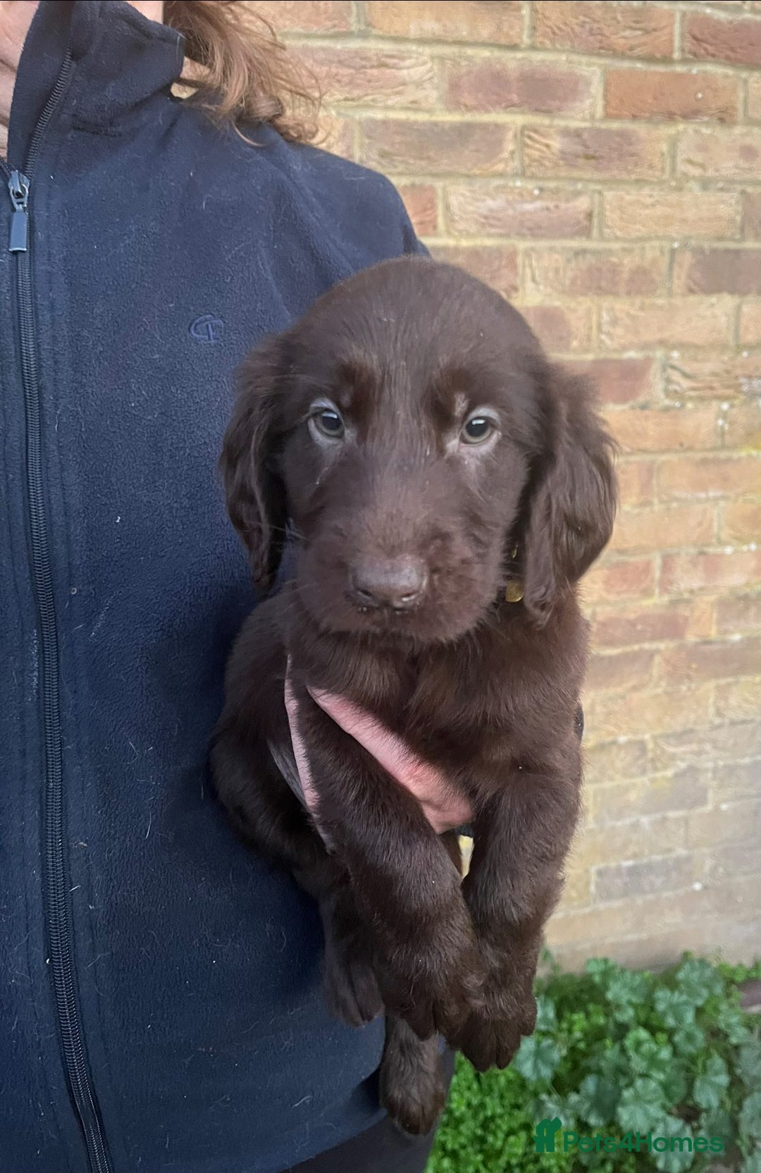 Flat coated Retriever dogs for sale: Lovely Boys Looking For Looking for Home - Advert 2