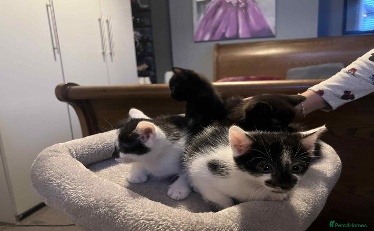Mixed Breed cats - Advert 2